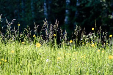 yaz ortası kırsal çayır çiçekli