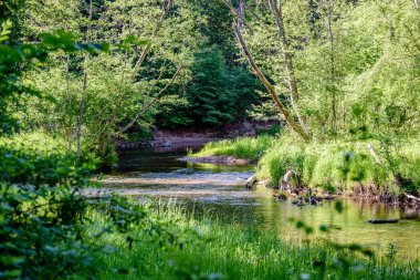 Beautyful sabah orman Nehri üzerinde ışık