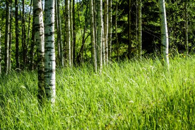 yaz ortası kırsal çayır çiçekli