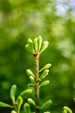 Ladin ormanda genç: erken yaz sabahı