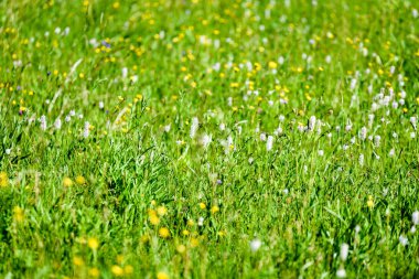 yaz ortası kırsal çayır çiçekli