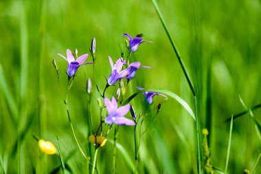yaz ortası kırsal çayır çiçekli
