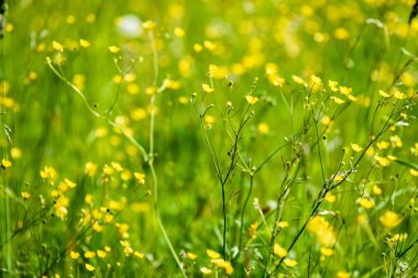 yaz ortası kırsal çayır çiçekli