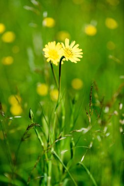 yaz ortası kırsal çayır çiçekli