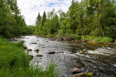 Beautyful sabah orman Nehri üzerinde ışık