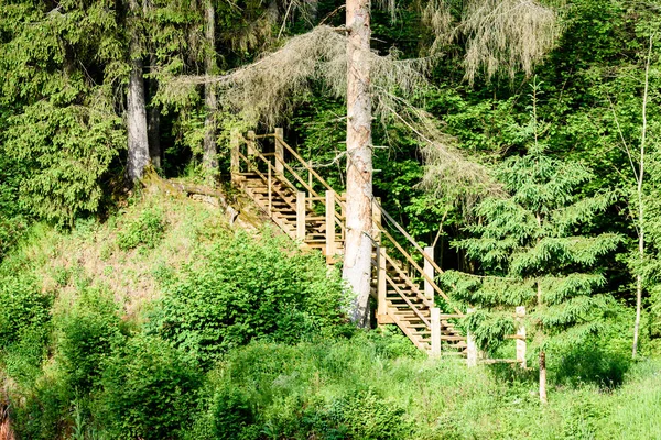 Grüner Wald im Frühsommer — Stockfoto