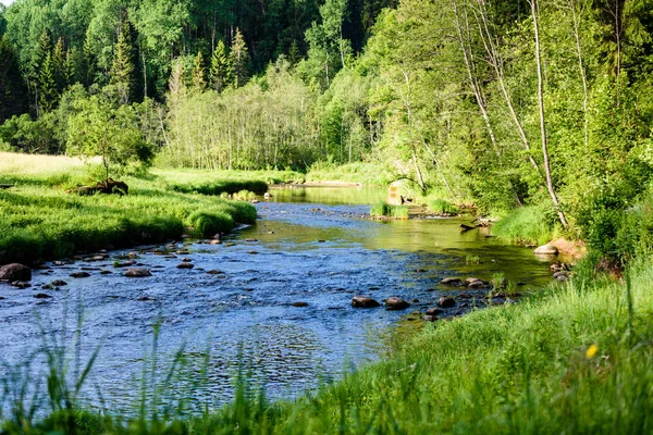 Beautyful morgonljus över skogsälv — Stockfoto