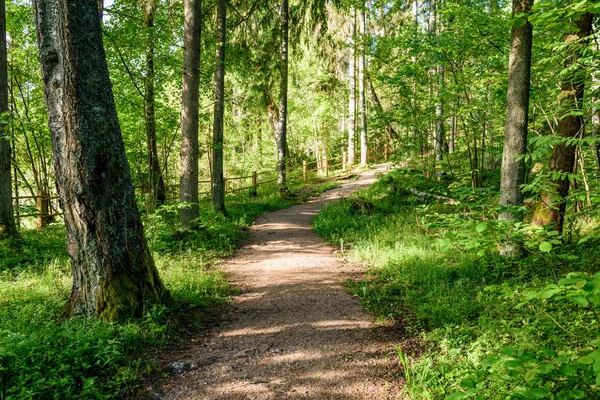 Passarela de madeira na floresta — Fotografia de Stock