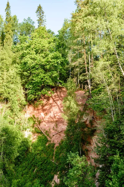 Beautyful morgonljus över skogsälv — Stockfoto