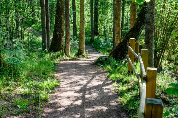 Pasarela de madera en el bosque — Foto de Stock