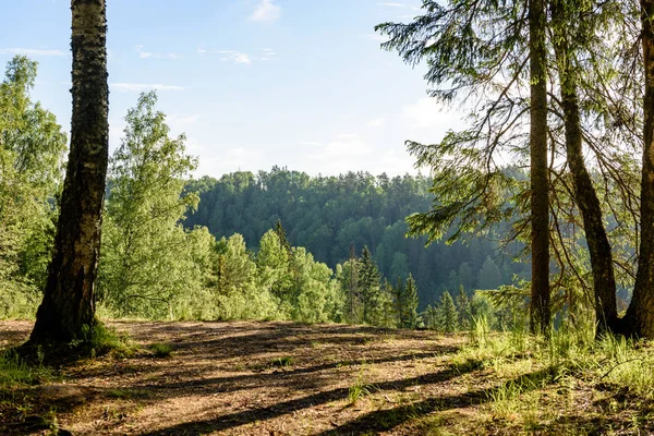 Groene bossen in de vroege zomer 's morgens — Stockfoto