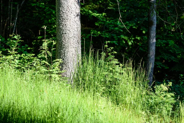 Midsommar landsbygden äng med blommor — Stockfoto