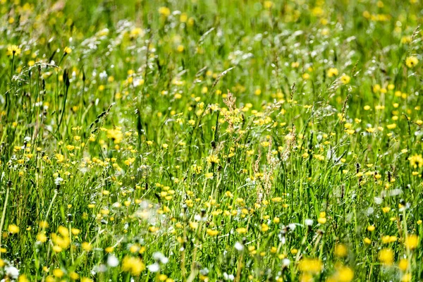 Midsommar landsbygden äng med blommor — Stockfoto