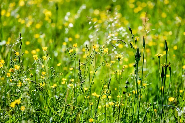 한여름 시골 풀밭 꽃 — 스톡 사진