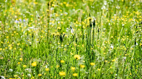 Prado de campo en pleno verano con flores —  Fotos de Stock