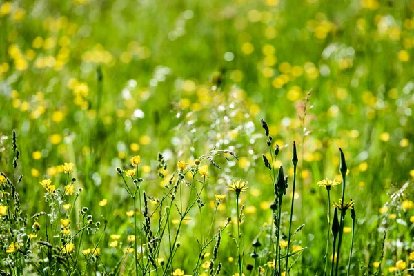 한여름 시골 풀밭 꽃 — 스톡 사진