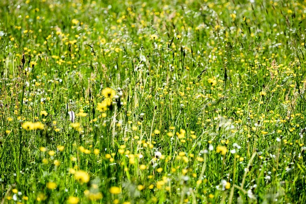 Prairie de campagne d'été avec des fleurs — Photo