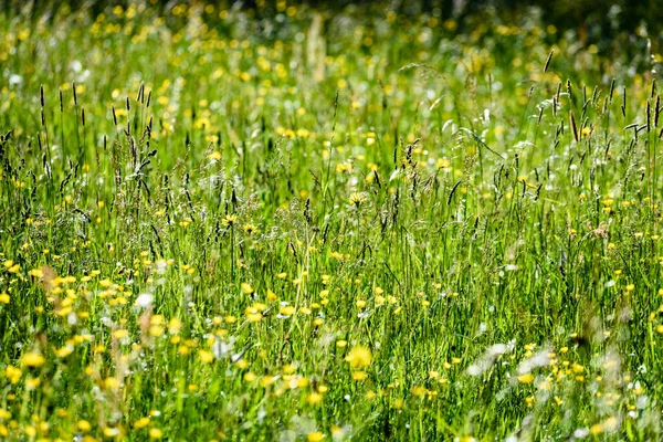 Yaz ortası kırsal çayır çiçekli — Stok fotoğraf
