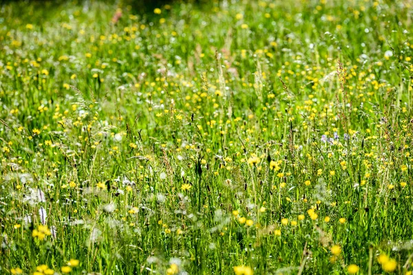 Midsummer countryside meadow with flowers — Stock Photo, Image