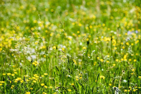 Prado de campo en pleno verano con flores —  Fotos de Stock