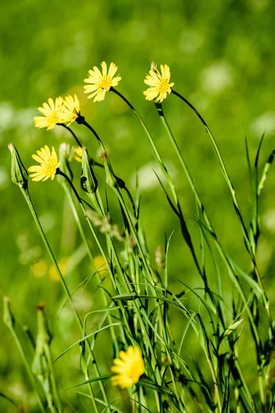 Midzomer platteland weide met bloemen — Stockfoto