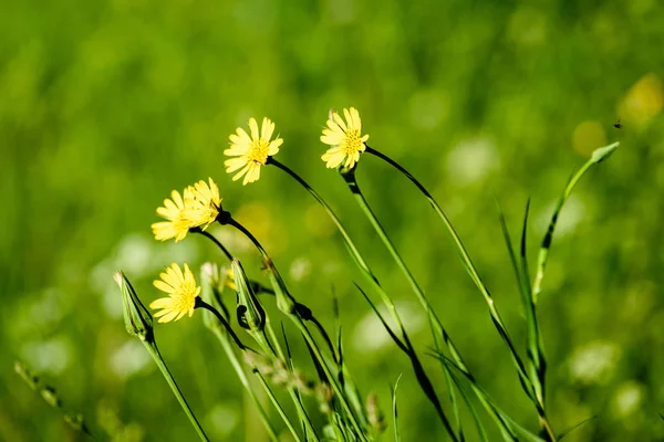 Midzomer platteland weide met bloemen — Stockfoto