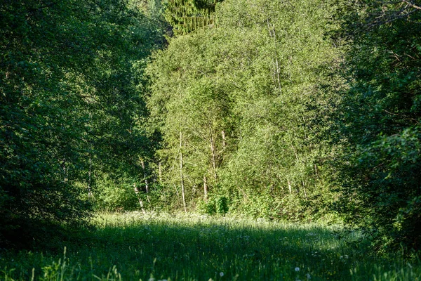 Bosque verde en la madrugada de verano —  Fotos de Stock