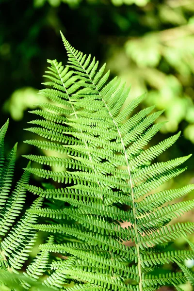 Vista em verde Fern folhas sob a luz do sol na floresta . — Fotografia de Stock