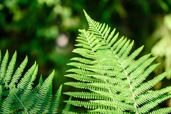 Vista sul verde Foglie di felce sotto la luce del sole nel bosco . — Foto Stock