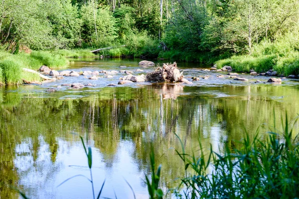 Bela luz da manhã sobre o rio da floresta — Fotografia de Stock