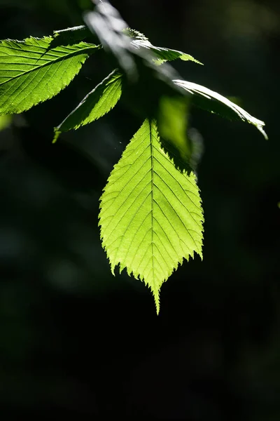 夏の朝の緑の森 — ストック写真