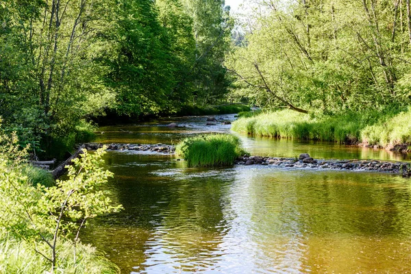 Beautyful morgonljus över skogsälv — Stockfoto