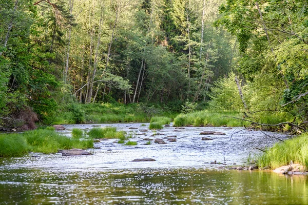 Beautyful sabah orman Nehri üzerinde ışık — Stok fotoğraf