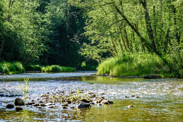 Bela luz da manhã sobre o rio da floresta — Fotografia de Stock