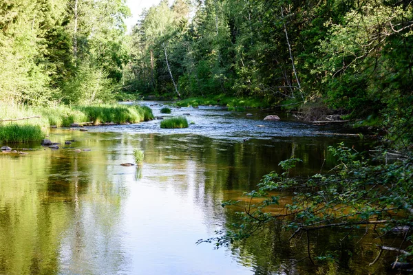 Beautyful ranní světlo nad Lesní řeky — Stock fotografie