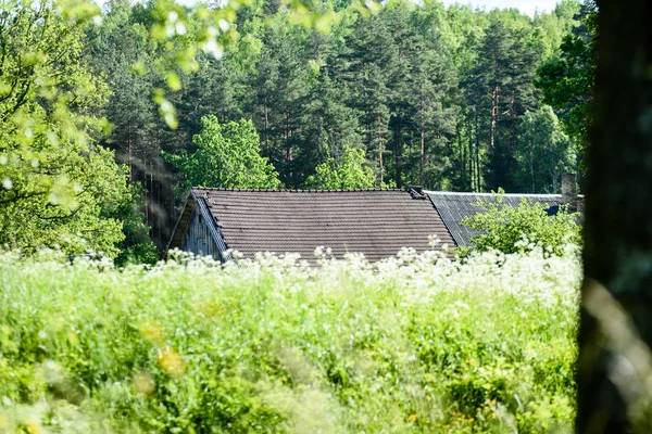 Літній сільський луг з квітами — стокове фото