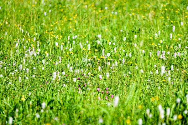 Prado de campo en pleno verano con flores — Foto de Stock