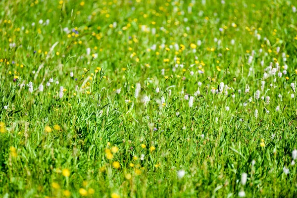 Prado de campo en pleno verano con flores —  Fotos de Stock