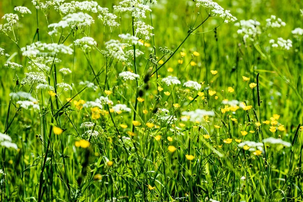 Hochsommerliche Wiese mit Blumen — Stockfoto