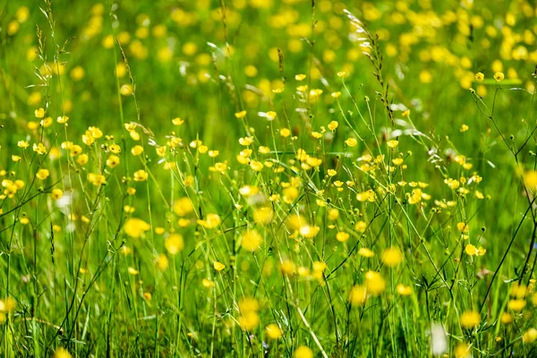 Prado de campo en pleno verano con flores — Foto de Stock