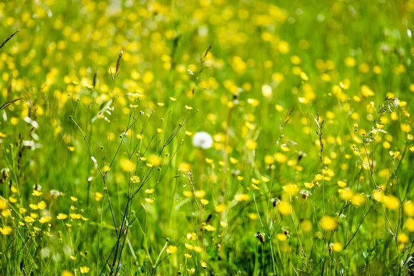 Prado de campo en pleno verano con flores — Foto de Stock
