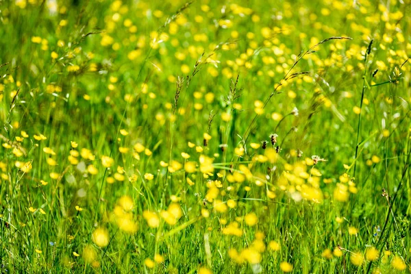 Midsummer countryside meadow with flowers — Stock Photo, Image