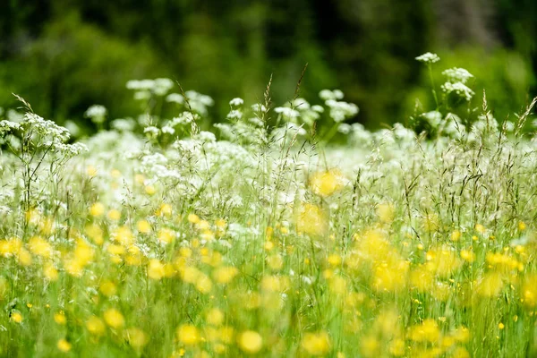Midsummer campo prado com flores — Fotografia de Stock