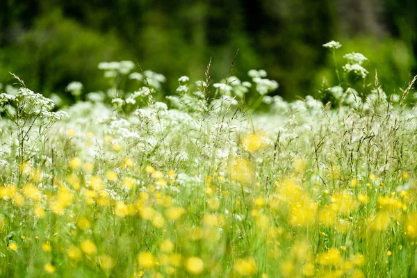 Prado de campo en pleno verano con flores —  Fotos de Stock