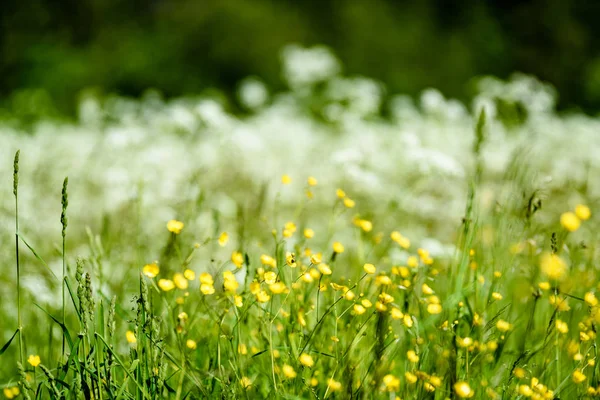 Midsummer campo prado com flores — Fotografia de Stock