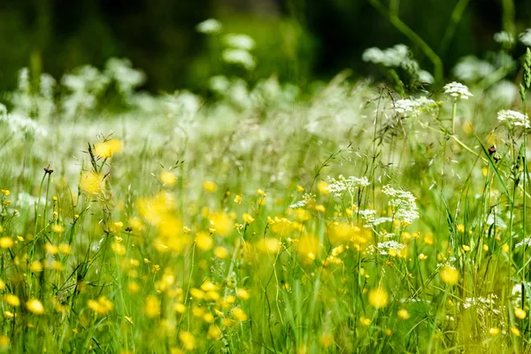 Prado de campo en pleno verano con flores —  Fotos de Stock