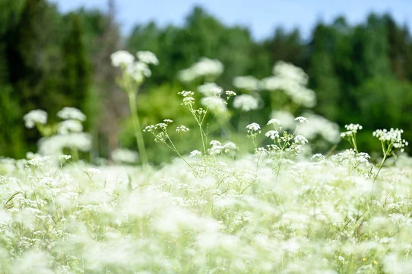Midsummer countryside meadow with flowers — Stock Photo, Image