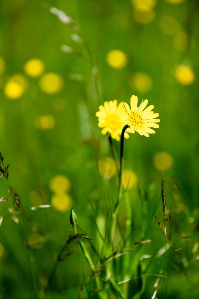 Midzomer platteland weide met bloemen — Stockfoto