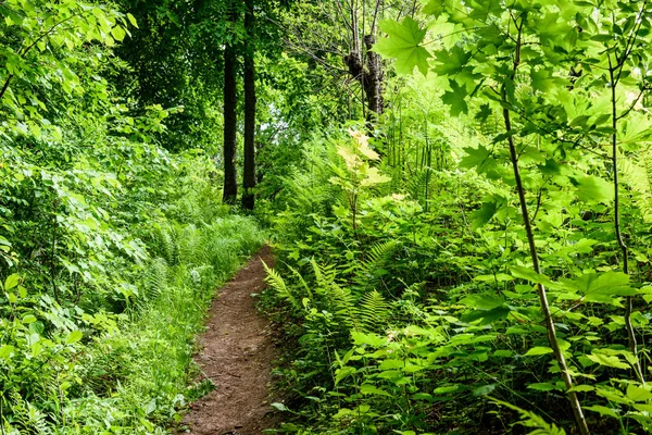 Forêt verte tôt le matin d'été — Photo