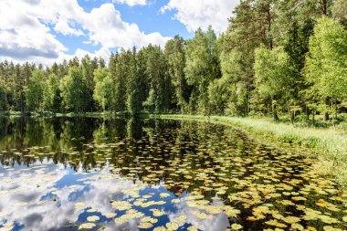 Nilüferler ile sakin göl su yansımalar